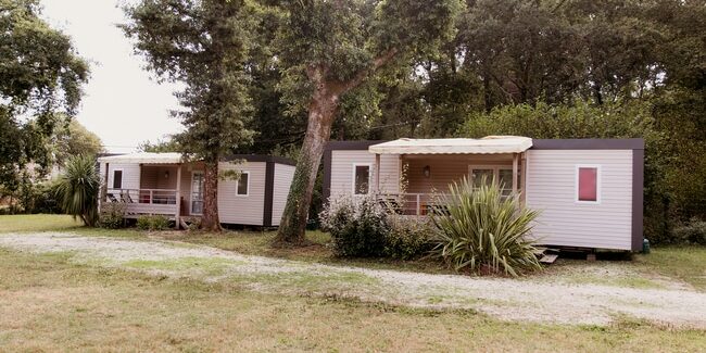 M-H Camélia.resized